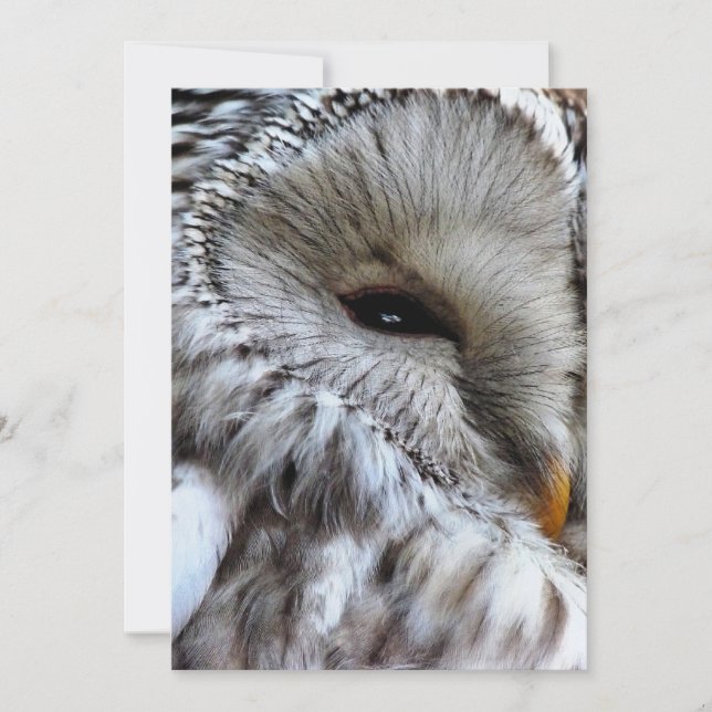 INVITACIÓN DE OWLS (Anverso)