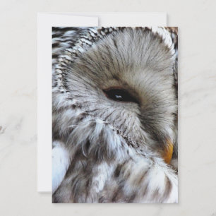 INVITACIÓN DE OWLS