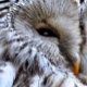 INVITACIÓN DE OWLS (A beautiful owl just keeping an eye on things. )