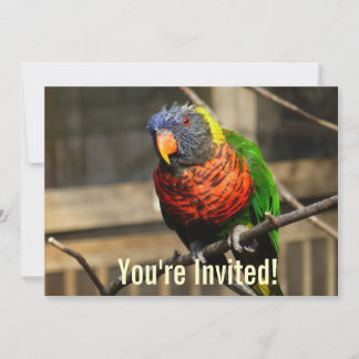 Invitación de Pájaro Tropical Lorikeet Periquito