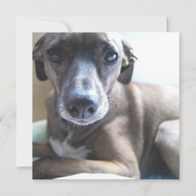 Invitación de perro cachorro de Greyhound (Anverso)