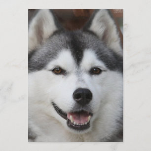 Invitación de perro Husky