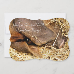 Invitación de PIG