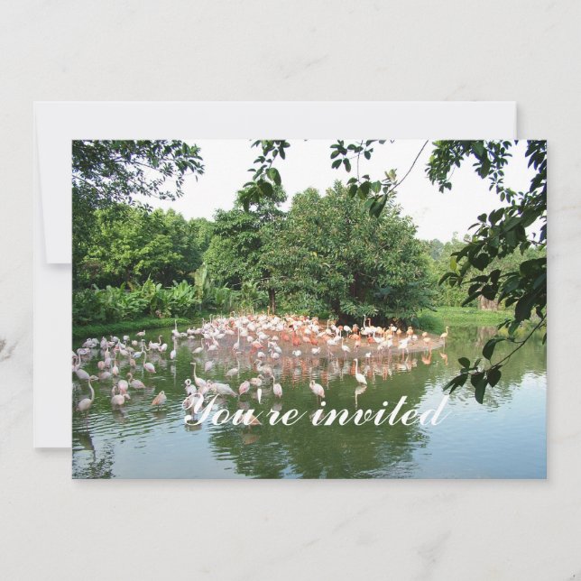 invitación de rebaño de flamingo (Anverso)