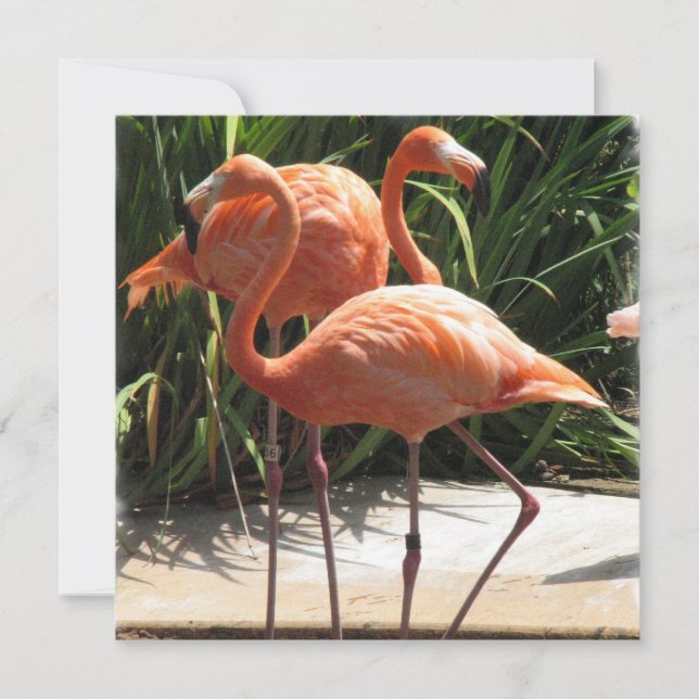 Invitación de rebaño Flamingo (Anverso)