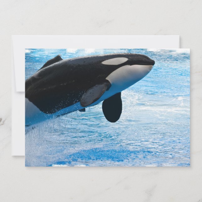 Invitación de salto de la ballena (Anverso)