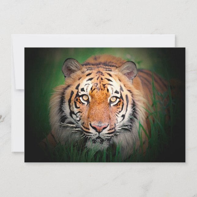 Invitación de tigres (Anverso)