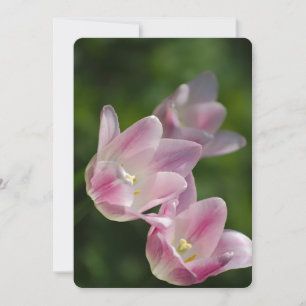 Invitación de tulipanes rosados