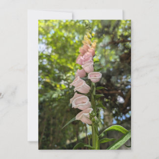 Invitación Dedalera Rosa en Luz de Jardín de Verano