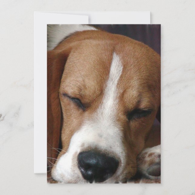 Invitación del beagle el dormitar (Anverso)