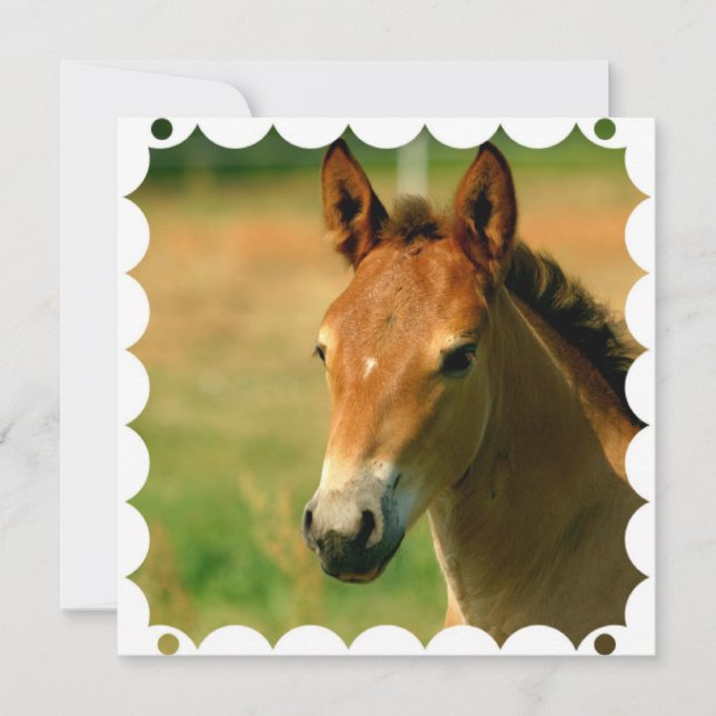 Invitación del caballo de la potra (Anverso)