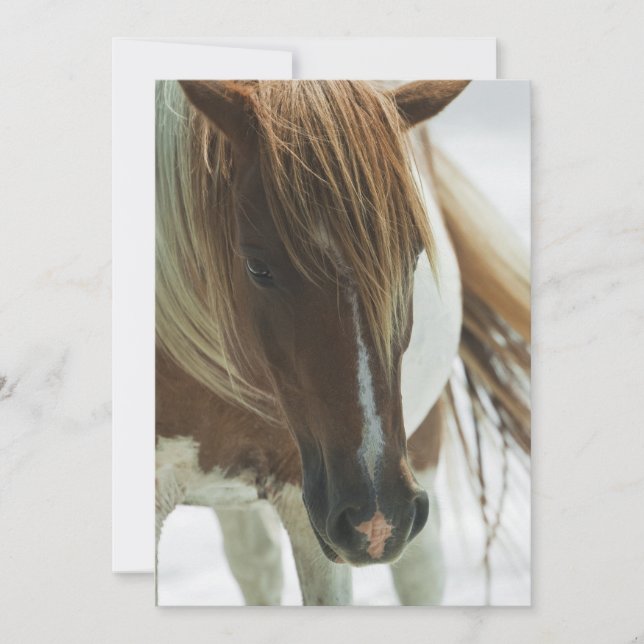 Invitación del caballo salvaje del mustango (Anverso)