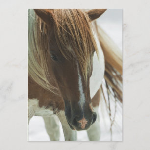 Invitación del caballo salvaje del mustango