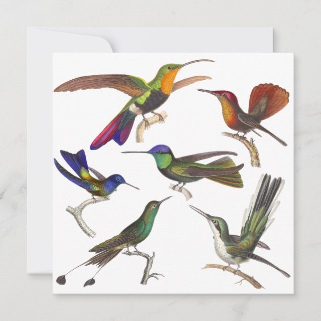 Invitación del colibrí - 6 colibríes hermosos (Anverso)