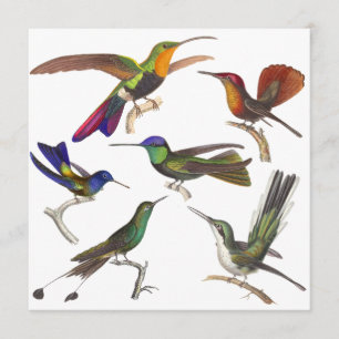 Invitación del colibrí - 6 colibríes hermosos