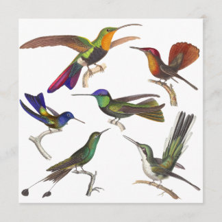 Invitación del colibrí - 6 colibríes hermosos