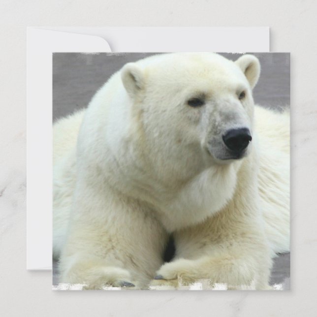 Invitación del oso polar (Anverso)