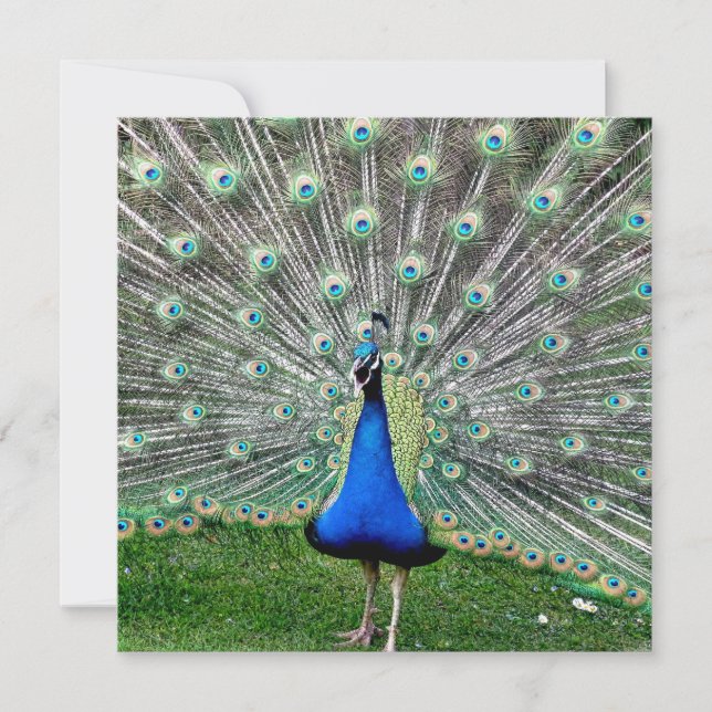 Invitación del penacho del pavo real (Anverso)