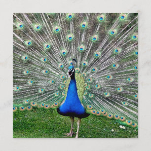 Invitación del penacho del pavo real