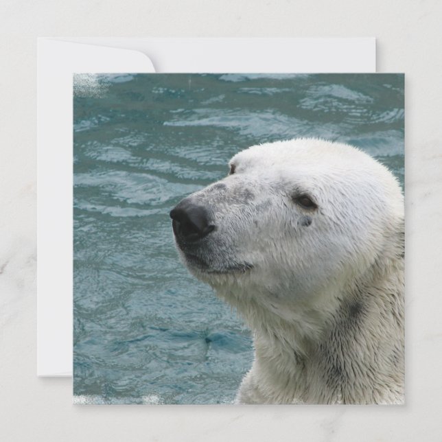 Invitación del perfil del oso polar (Anverso)