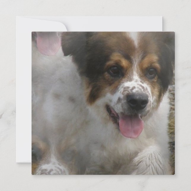 Invitación del perrito de Sheherd del australiano (Anverso)