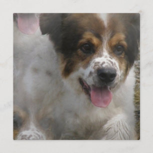 Invitación del perrito de Sheherd del australiano