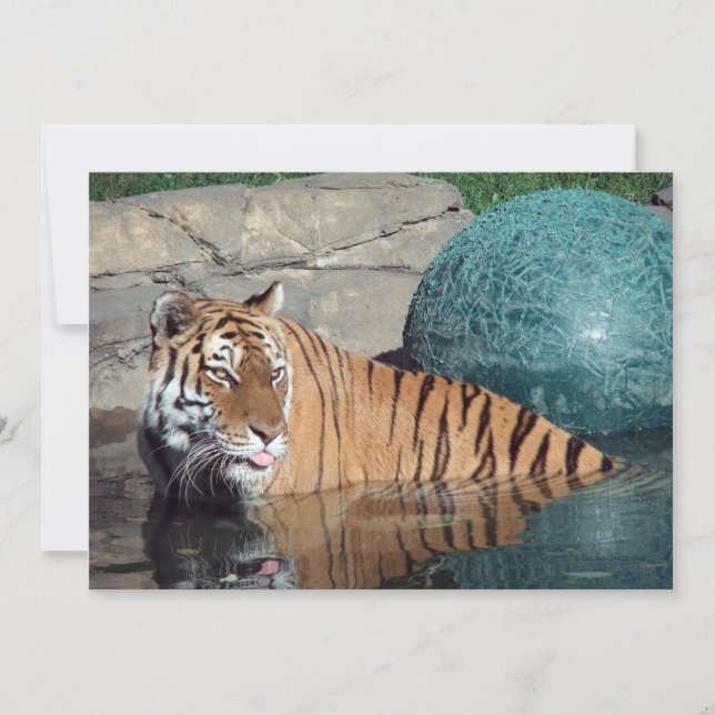 Invitación del Personalizable del tigre de Bengala (Anverso)