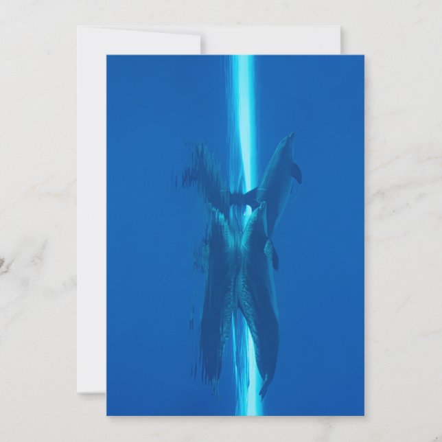 Invitación Delfines y reflectores aguas oceánicas azules (Anverso)
