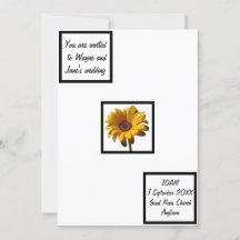 Dew Drops Daisy Boda