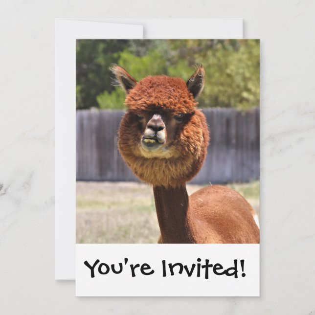 Invitación divertida de la alpaca (Anverso)