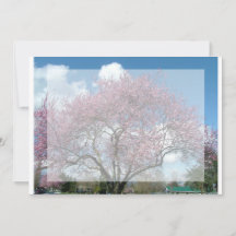 invitación en blanco, árbol florecido de cerezo
