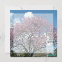 invitación en blanco, árbol floreciendo en cerezo