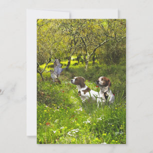 Invitación Epagneul Breton, Bretaña Spaniel