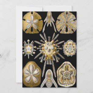 Invitación Erizos de Mar Antiguos Dólares de Arena por Ernst 