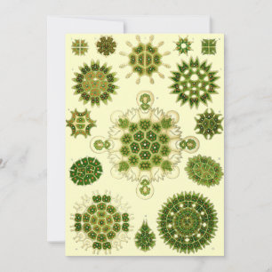 Invitación ernst haeckel spores