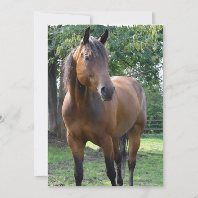 Invitación excelente del caballo de la bahía (Anverso)