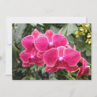 Invitación Faleonopsia rosa