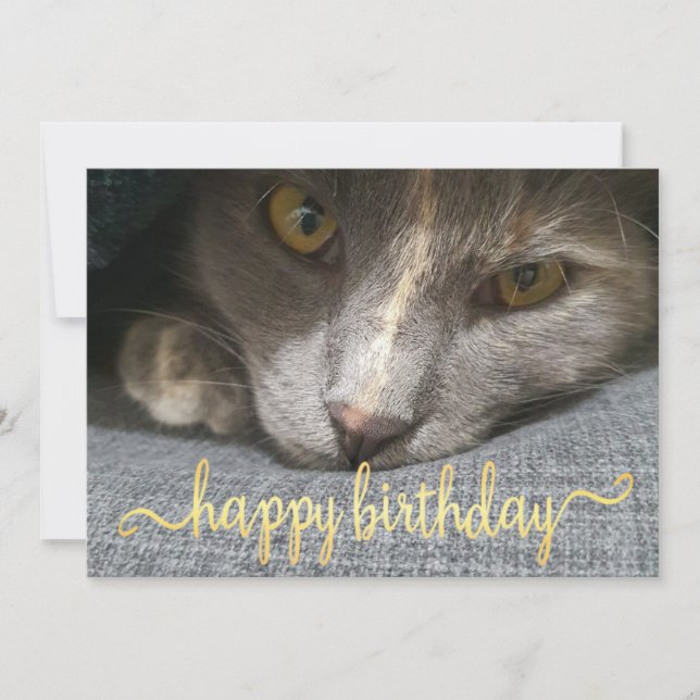 Invitación feliz cumpleaños lindo gato foto calilisis de oro (Anverso)