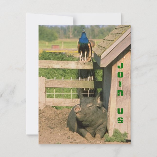 INVITACIÓN FIESTA AGRÍCOLA DE BARNYARD DIVERTIDO PEACOCK & HO (Anverso)