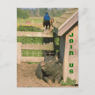 INVITACIÓN FIESTA AGRÍCOLA DE BARNYARD DIVERTIDO PEACOCK & HO