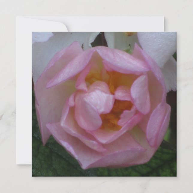 Invitación - fiesta Cumpleaños - La Rosa Rosa (Anverso)