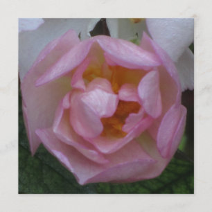 Invitación - fiesta Cumpleaños - La Rosa Rosa