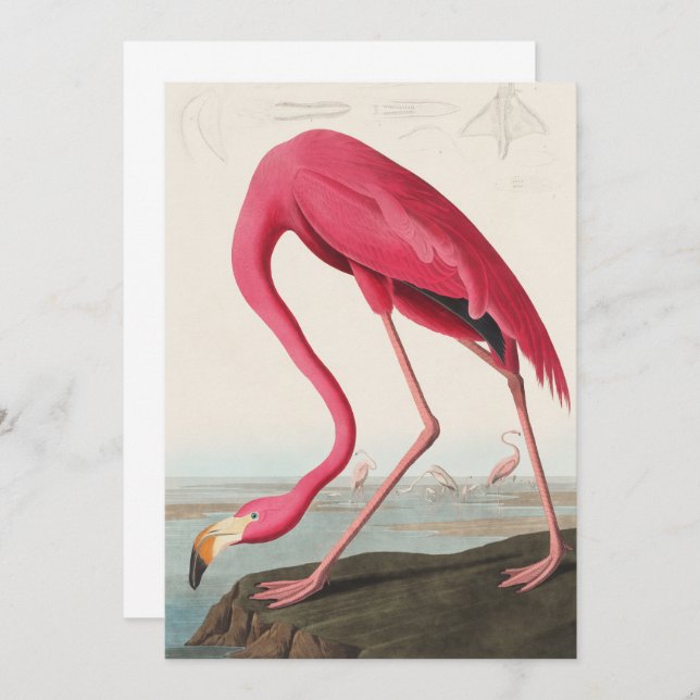 Invitación Flamingo Audubon Rosa Vintage (Anverso / Reverso)