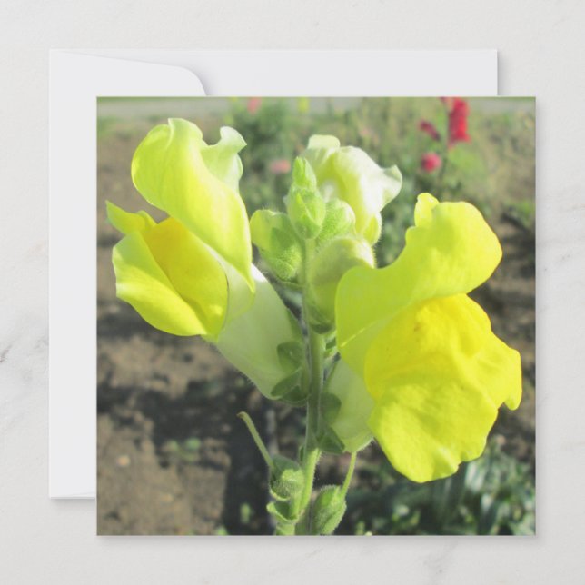 Invitación Flor amarilla Snapdragon (Anverso)
