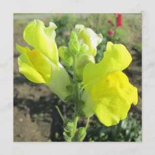 Invitación Flor amarilla Snapdragon
