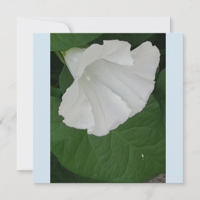 Invitación Flor blanca con forma de trompeta (Anverso)