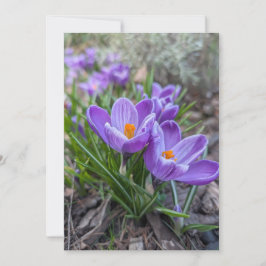 Invitación Flor de crocus púrpura
