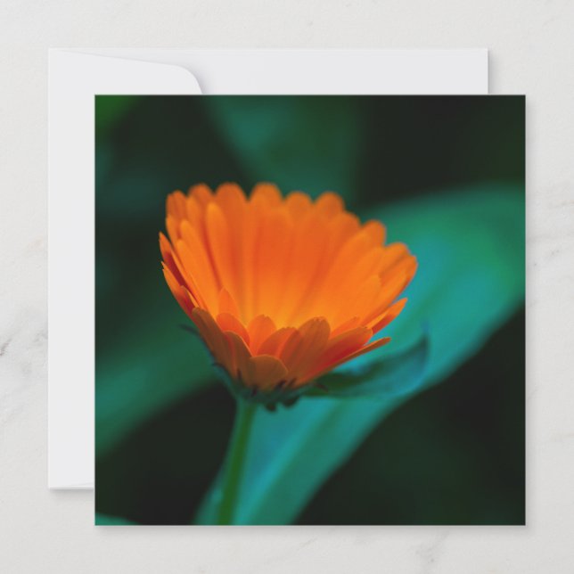 Invitación flor de margarita naranja (Anverso)
