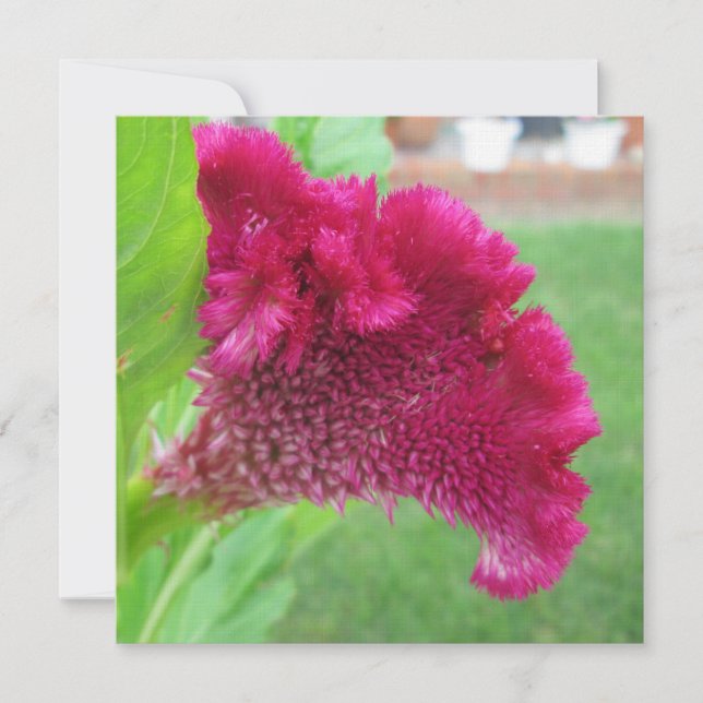 Invitación Flor roja Cockscomb Celosia (Anverso)