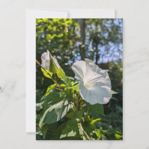 Invitación Flor silvestre de enredadera blanca en bosque sole